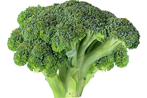 Fresh green head of broccoli on isolated background, close up, a Food & Drink Photo by ndanko