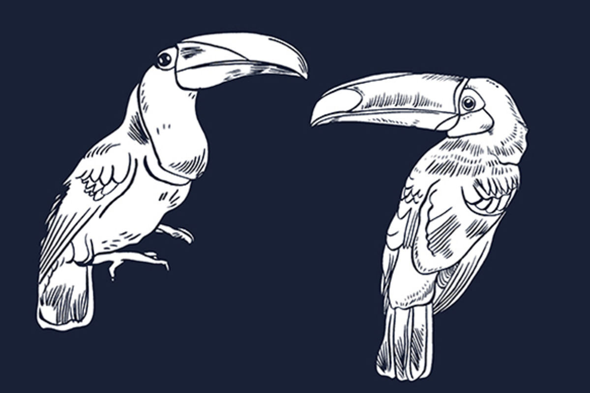 TOUCAN, an Animal Illustration by Tanya Akhmett (Photo 3 of 11)