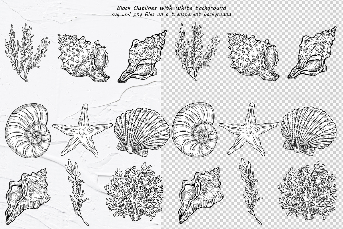 Seashell Vector Hand-drawn Clipart, an Object Graphic by BarvArt (Photo 3 of 6)