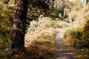 Forest hiking trail in sunlight, a Nature Photo by SkyNext