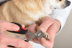Close-up of Chihuahua nail trimming procedure