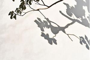 Shadow of tree branches and leaves, a Background Photo by Sergey Kotenev