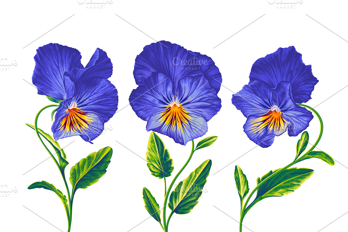 Blue Pansies Vector Set, an Illustration by MarynaPetrovska (Photo 8 of 15)
