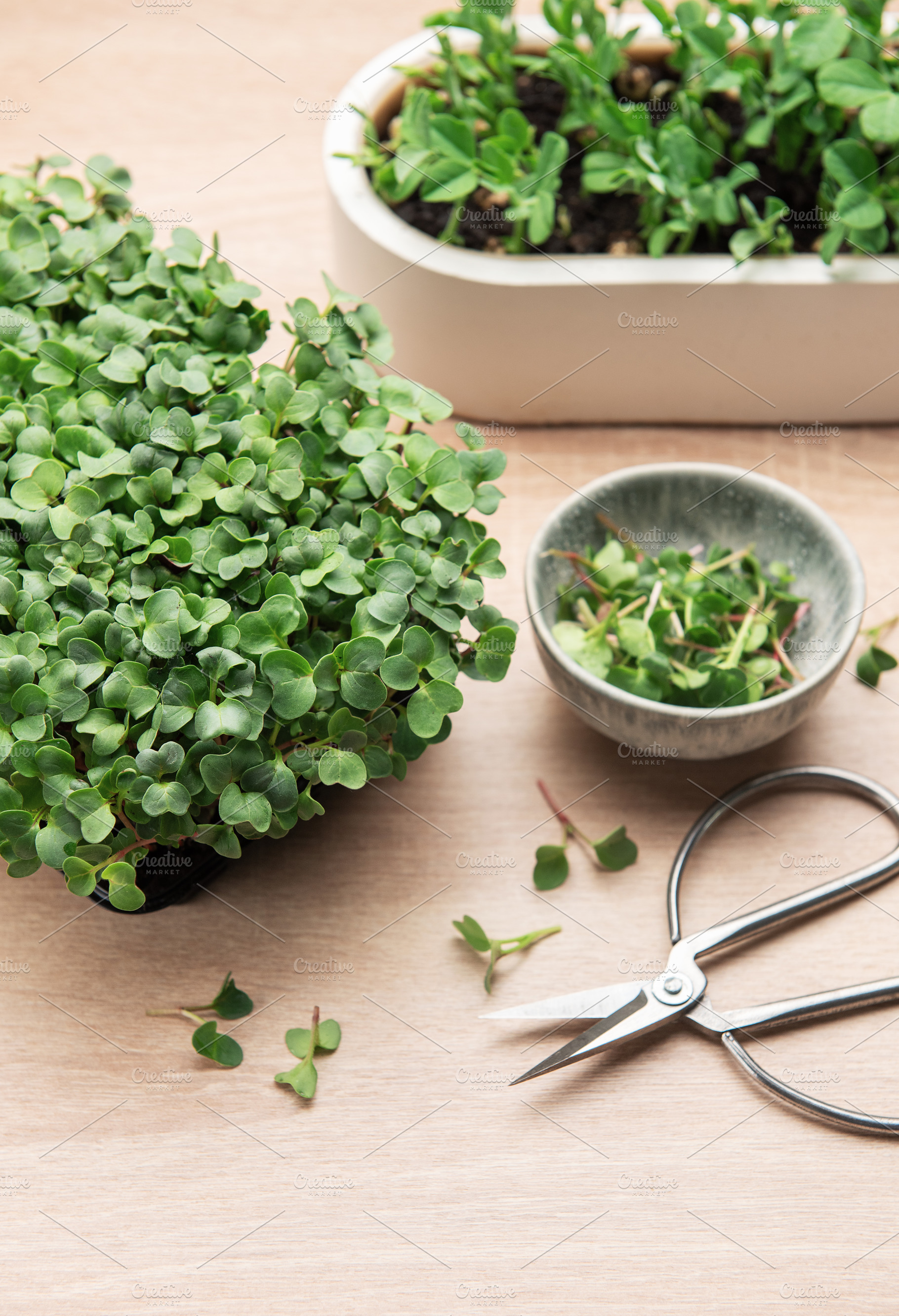 Microgreens growing in a container a, a Photo by Olena Rudo