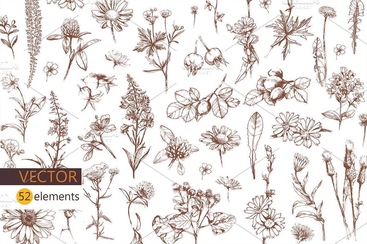 Vector HERBS, a Healthcare Illustration by Izobova (Photo 3 of 4)