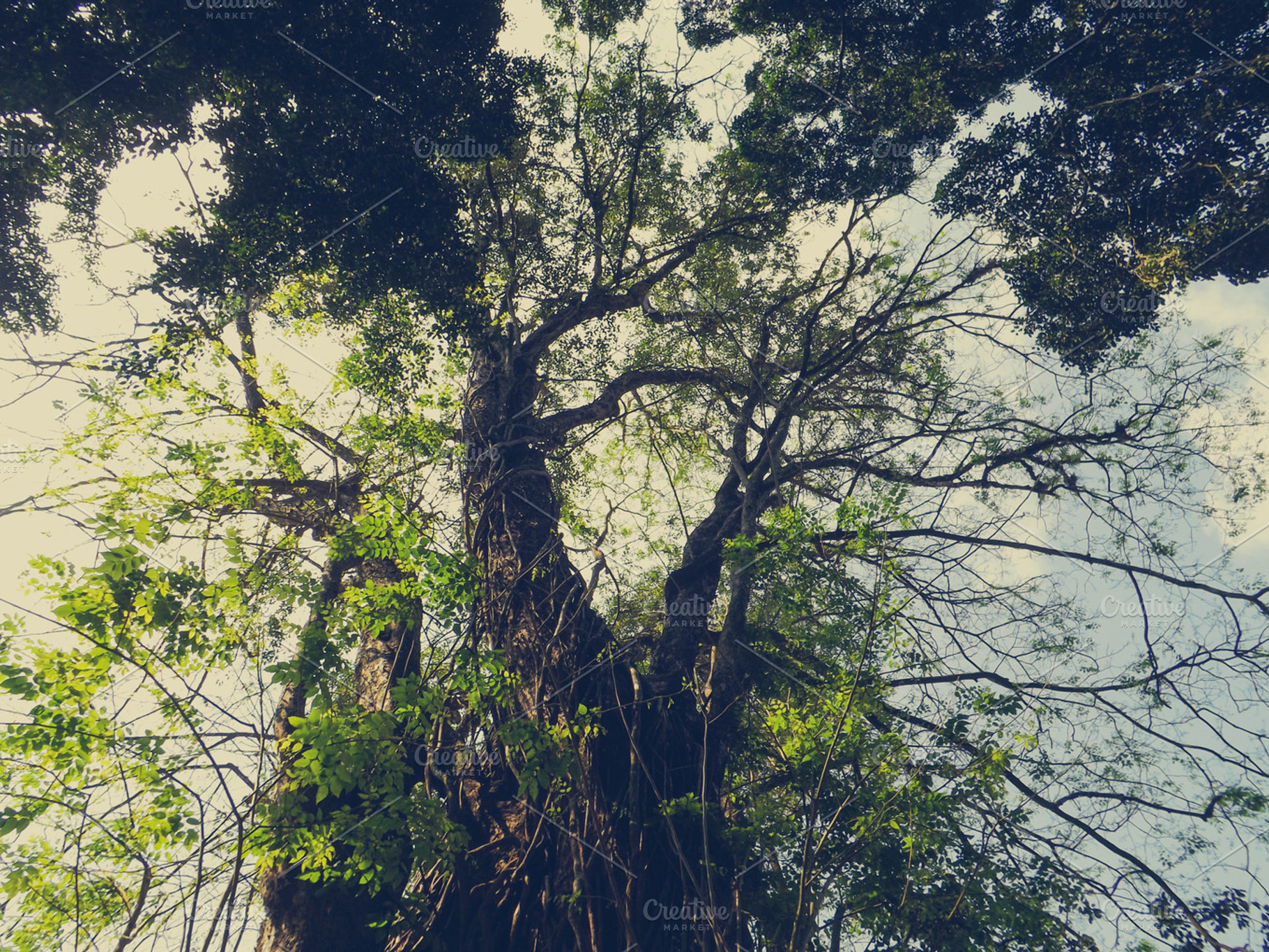Growing up containing nature, natural, and tree, a Nature Photo by alyaphotoworks