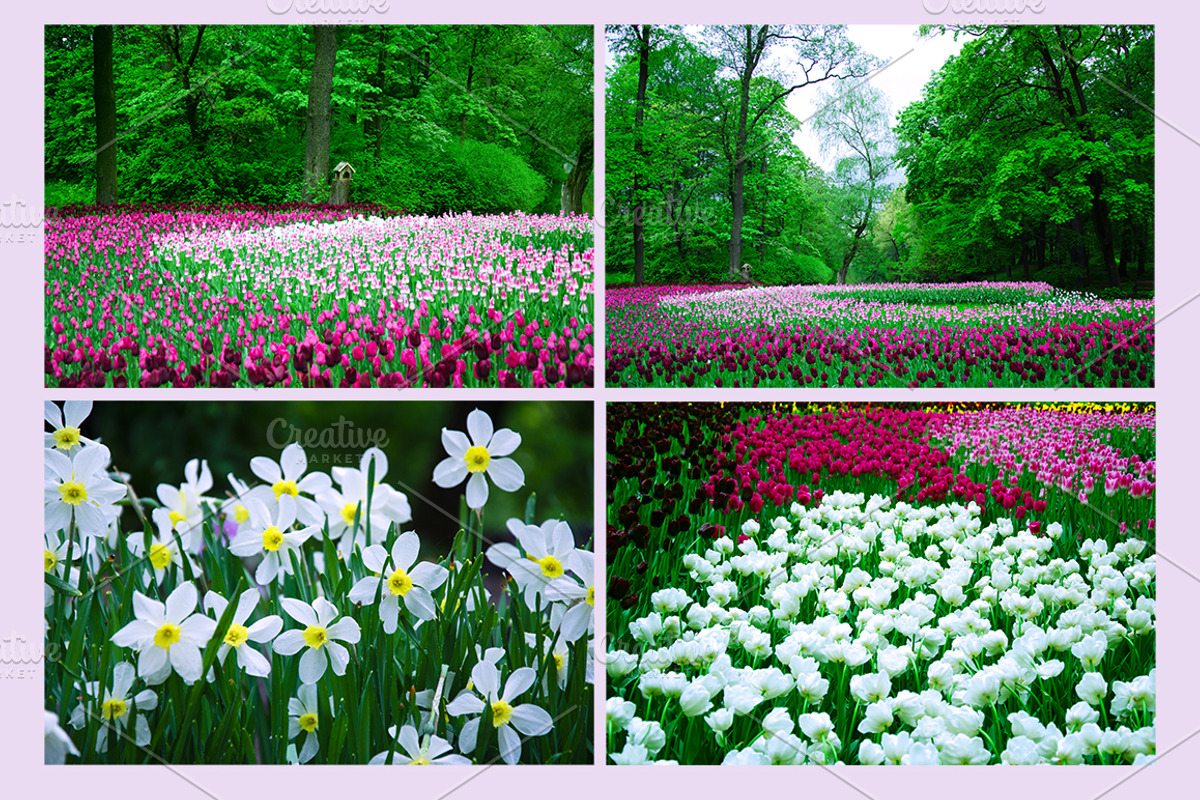 Spring flowers bundle 1, a Nature Photo by Innire | Creative Market