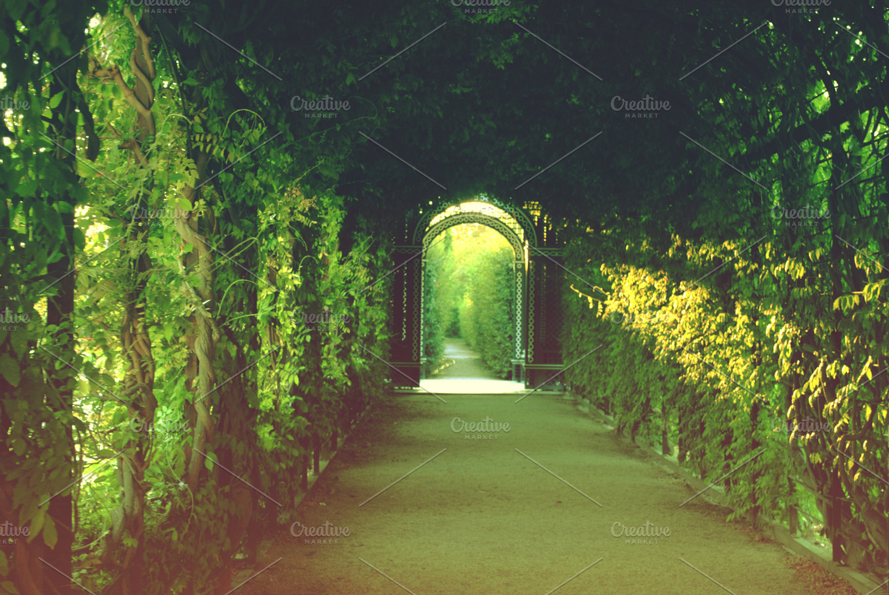 Green Path Containing Green Path Summer And Trees