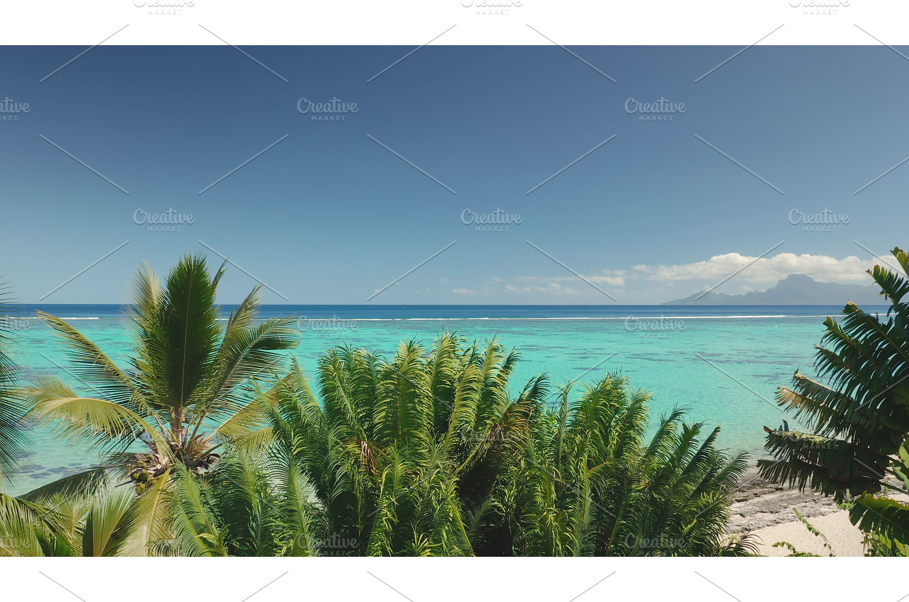 Palm trees swaying on tropical, a Nature Photo by Goinyk