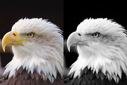 15 Monochrome Lightroom Presets, a Preset Add-On by VividFrame (Thumbnail 4 of 11)