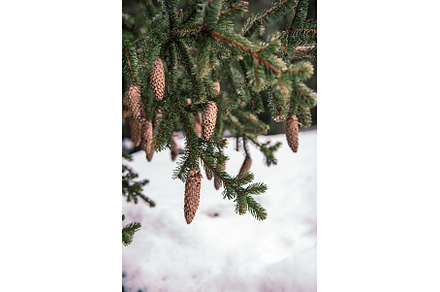 Fir tree branches with cones, a Nature Photo by Nature and travel