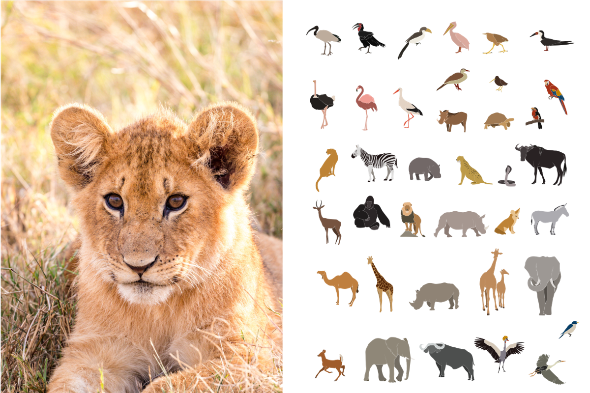 Summer collection, girls on safari, an Animal Illustration by Yana_mide (Photo 4 of 9)
