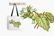 Hazelnuts in botanical style, a Food Illustration by Ann Astro (Thumbnail 8 of 8)