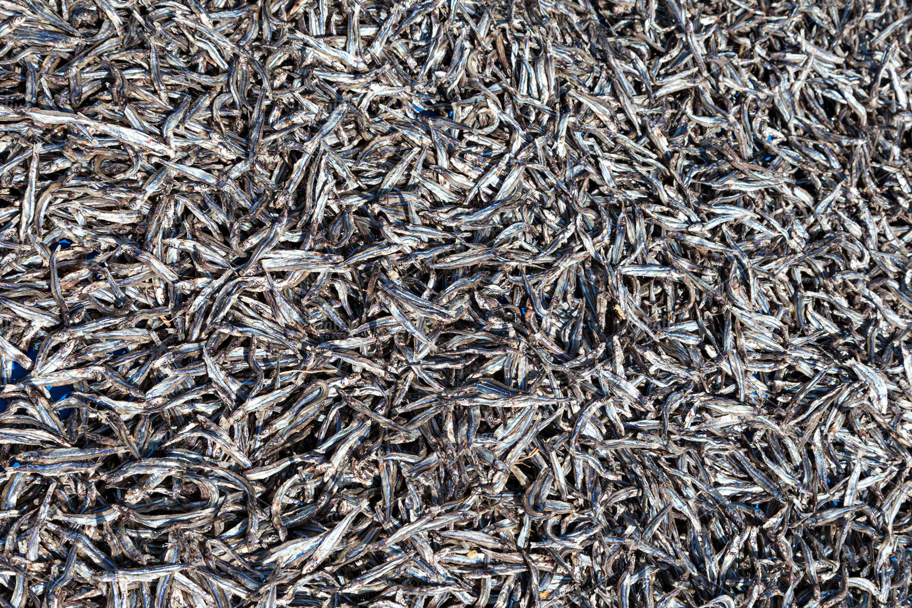 Dried fish, a Photo by saiko3p