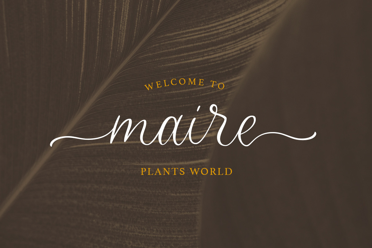 Bitterdine - Natural Calligraphy, a Script Font by Sarid Ezra (Photo 7 of 9)