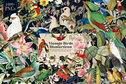 1150 Vintage Bird Illustratins, an Animal Illustration by Lilithcollageart (Thumbnail 1 of 10)