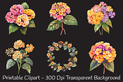 Lantana Flower Watercolor Cliparts, an Illustration by RobertsArt (Thumbnail 7 of 7)