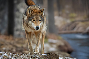 Wolf standing outdoors near the river. European timber wolf Cani, an Animal Photo by Byrdyak