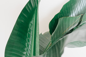 Minimal House Plant