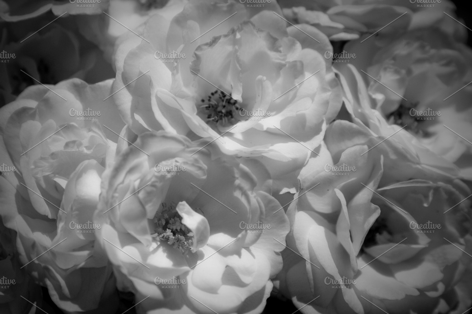 Black and White Blooms (Photo), a Nature Photo by Tien Frogget