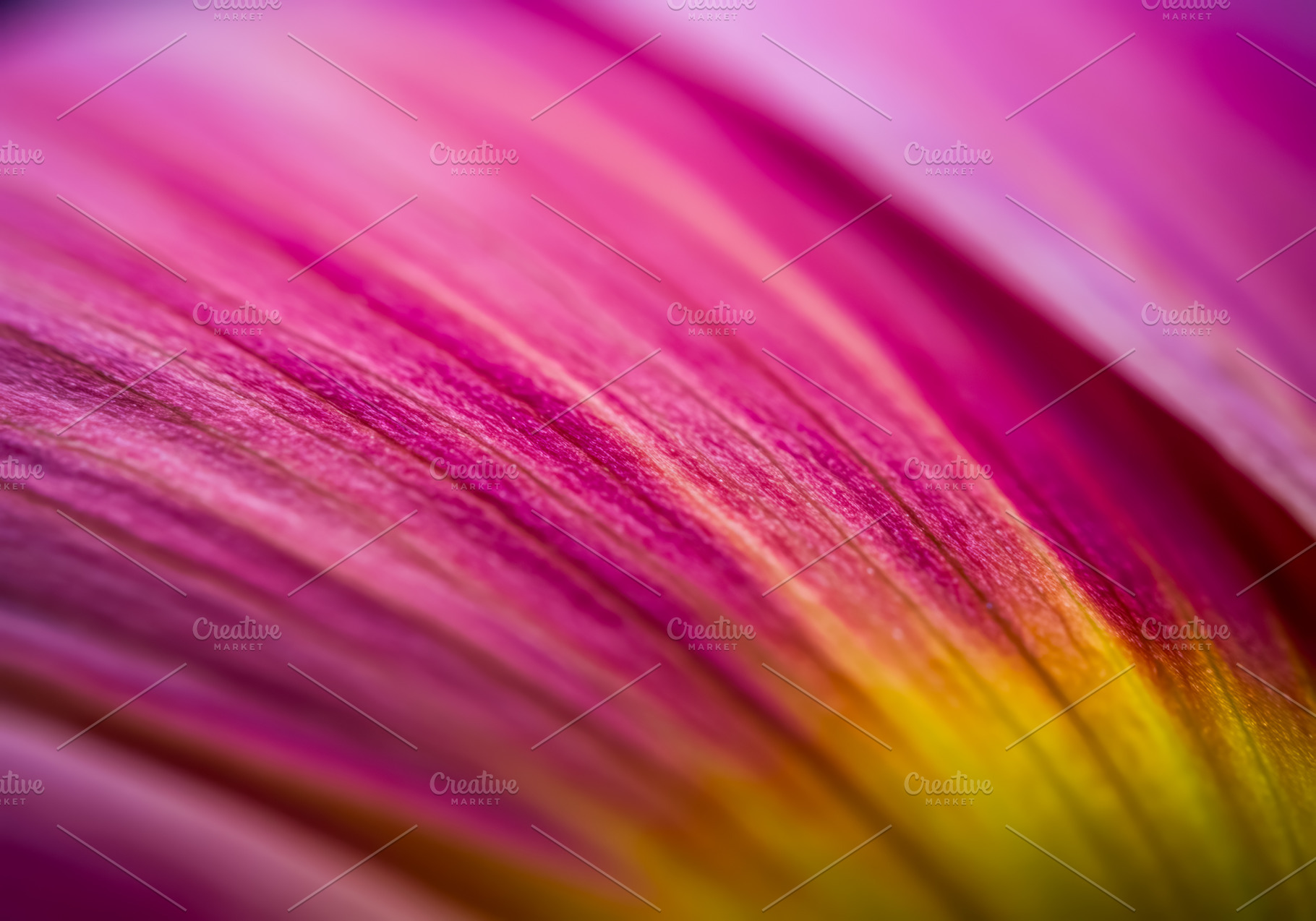 Macro close-up of a pink flower peta, a Nature Photo by professorinc
