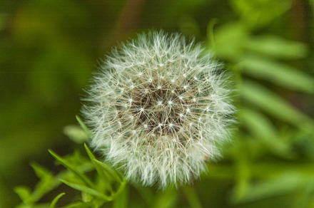 Dandelion featuring dandelion, seed, and blowing