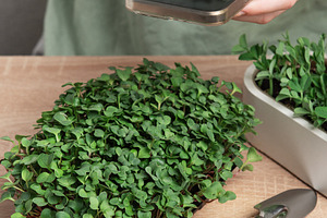Woman taking photo of microgreens with smartphone, home gardenin, a Photo by Olena Rudo