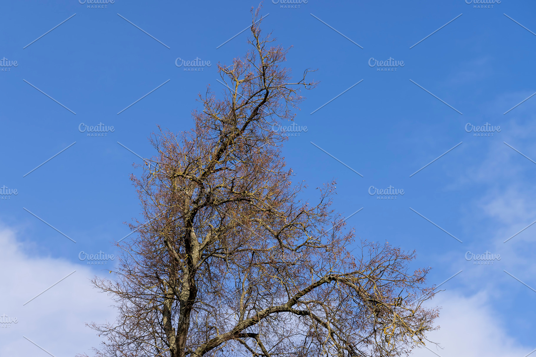 Yellowing and falling foliage of deciduous trees in autumn, a Photo by MyPhotos
