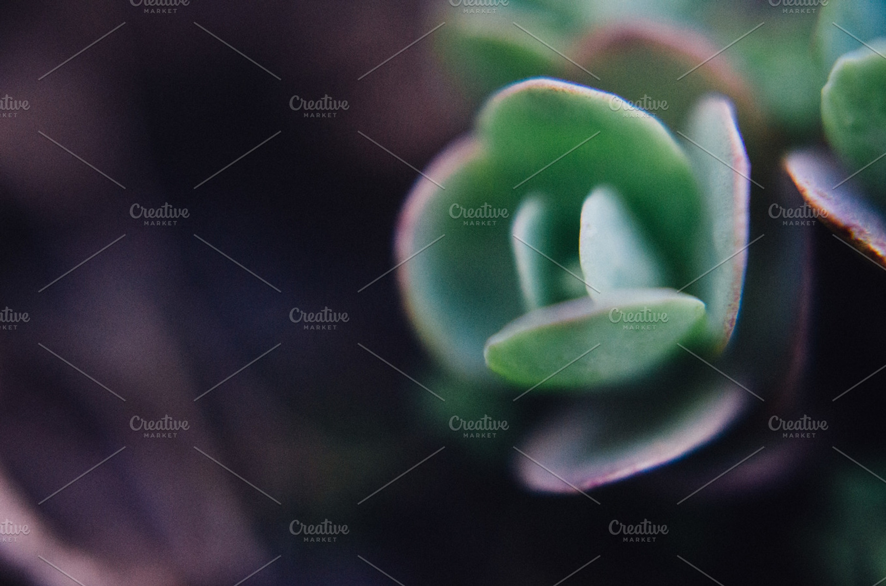 Succulent stock photo containing succulent and green, a Nature Photo by Lilly Lane Market