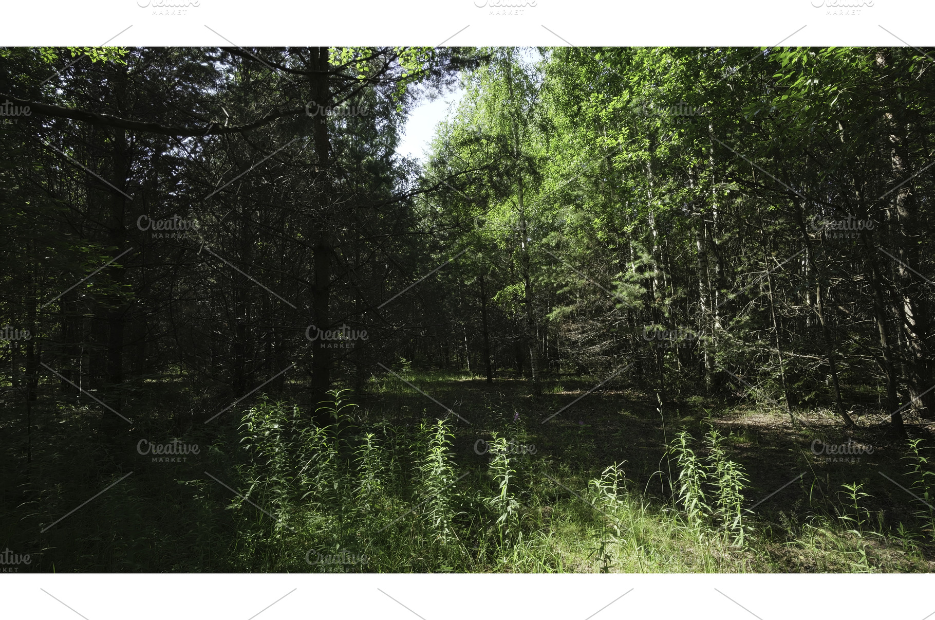 A Vibrant and Lush Forest Scene, an Animal Photo by Media Whale Stock