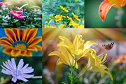 Flower collection 100 photos, a Nature Photo by Vladimir Kazimirov (Thumbnail 11 of 14)