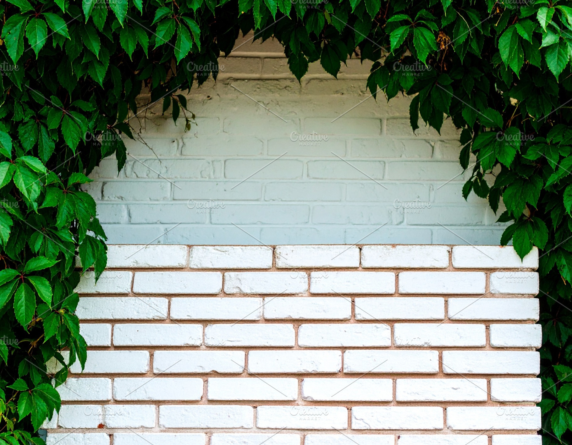 white brick wall with ivy AI generated, a Photo by WorldOfPhotos