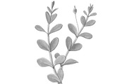 Bacopa Botanical Illustration Set, an Illustration by Anna Repp Illustration (Thumbnail 3 of 7)