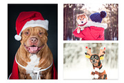 Winter Dog, Christmas Mood, an Animal Photo by WildStrawberry Magic (Thumbnail 10 of 11)