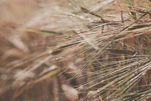 Corn containing nature, photography, and corn