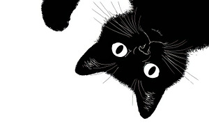 Cute black cat looking at viewer, a Photo by Beautiful things
