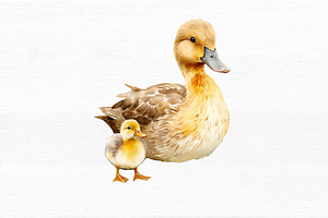 Mother And Baby Duck Watercolor Bund