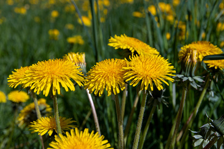 spring flowers dandelions on the field during blooming, a Nature Photo by MyPhotos