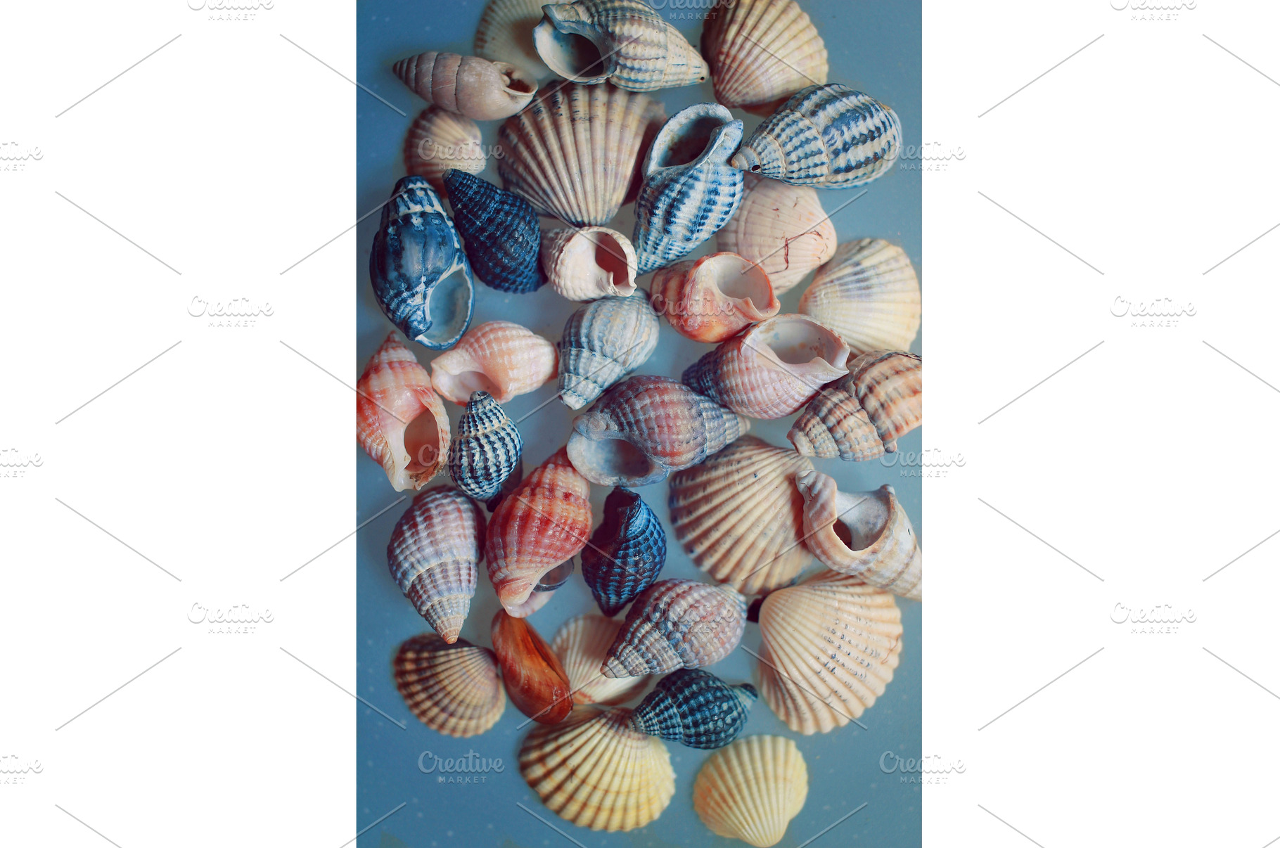 background of colorful seashells, an Animal Photo by TatsianaSalauyova