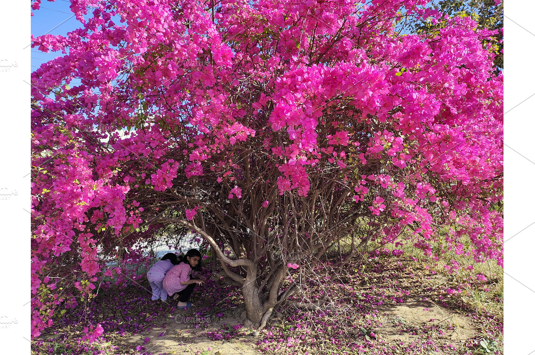 Children playing under huge tree., a Nature Photo by LogosDen
