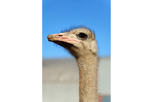 Ostrich profile against a clear blue, an Animal Photo by darksoul72