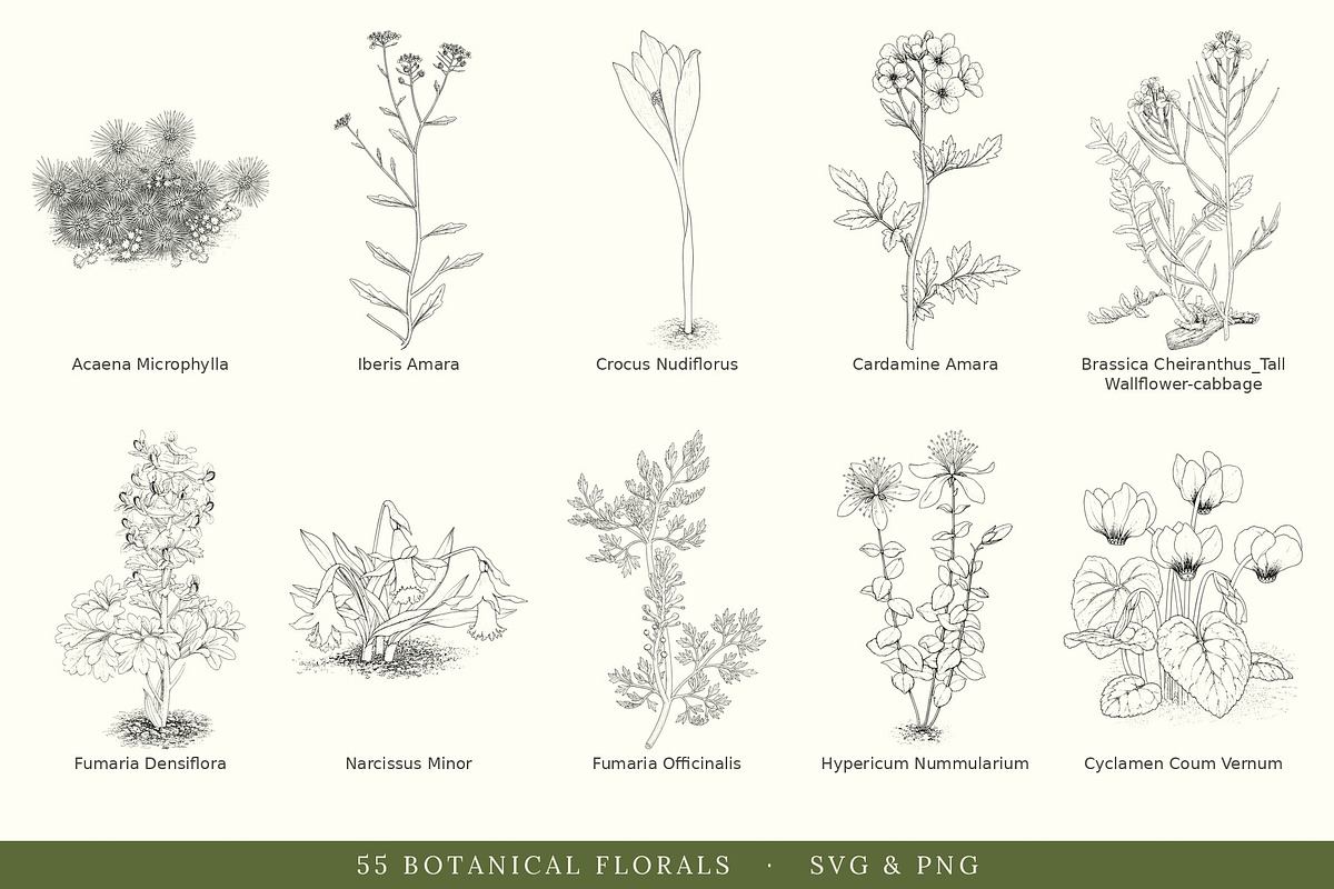 Botanical Floral Line Art Collection, a Decorative Illustration by AW Studios (Photo 6 of 9)