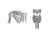 Human Skeleton Structure, a Healthcare Illustration by Tettygreen (Thumbnail 3 of 3)