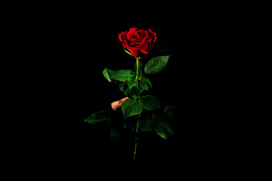 Single red rose held by hand against a black background. Elegant, a Holiday Photo by Ales Munt