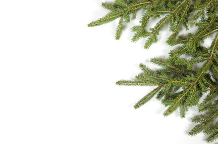 Pine Trees