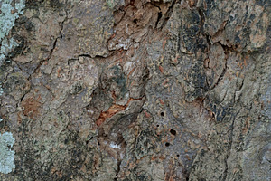 Close Up Texture of bark on a tree, an Abstract Photo by Riza Azhari