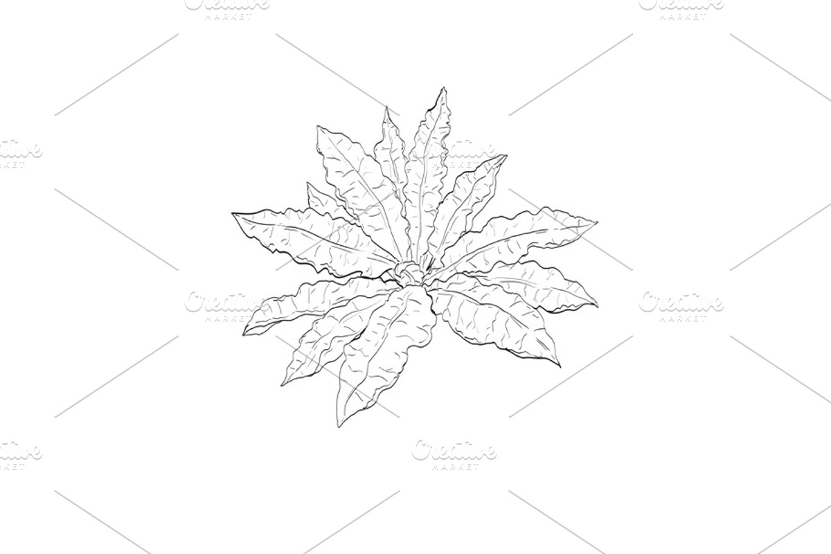 Curly Dock Wild Edible Plant Drawing, a Decorative Illustration by patrimonio (Photo 1 of 3)
