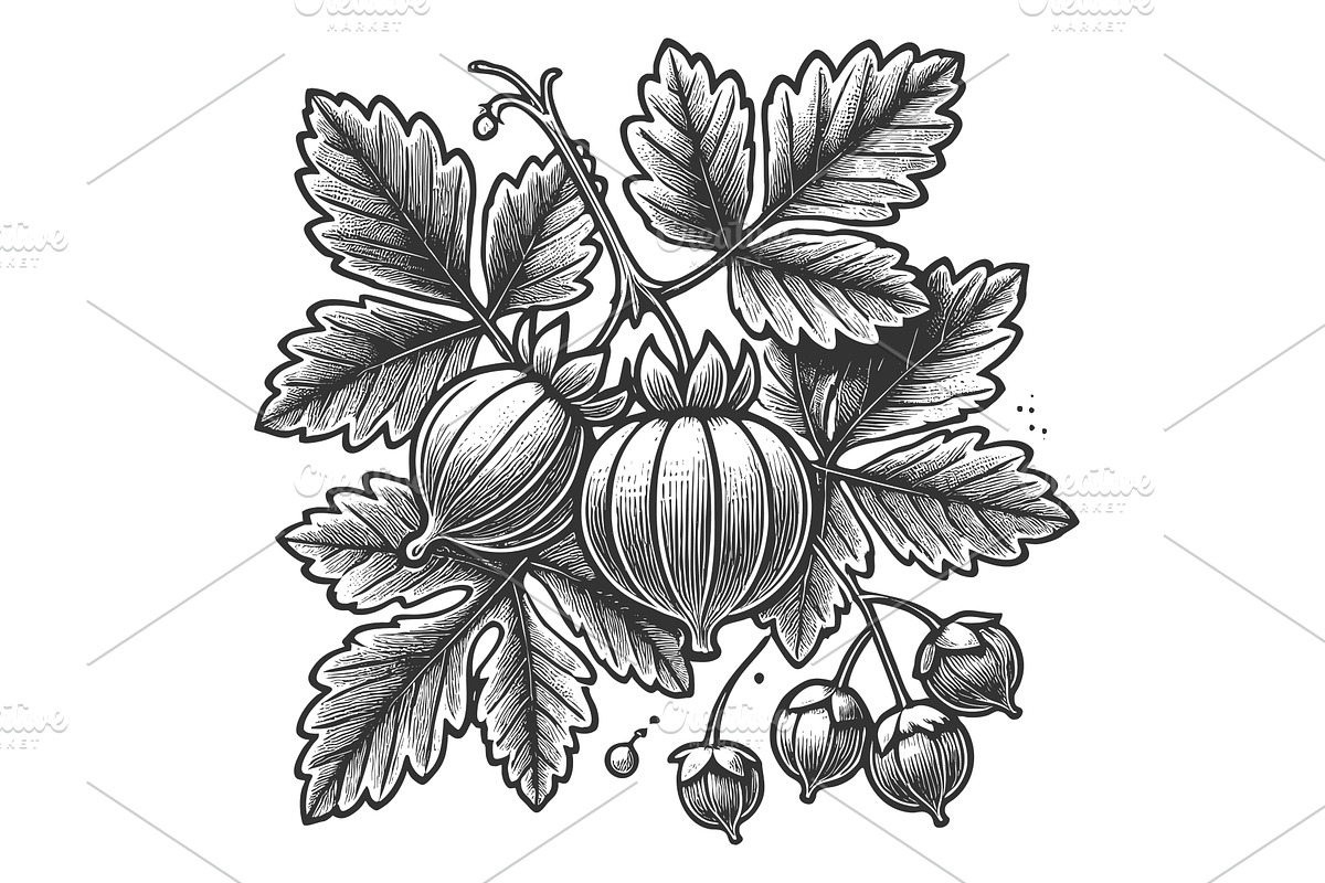 Gooseberry Cluster engraving vector, a Food Illustration by AlexArt