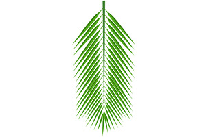 Tropical palm leaf isolated on white, an Object Illustration by SiberianArt
