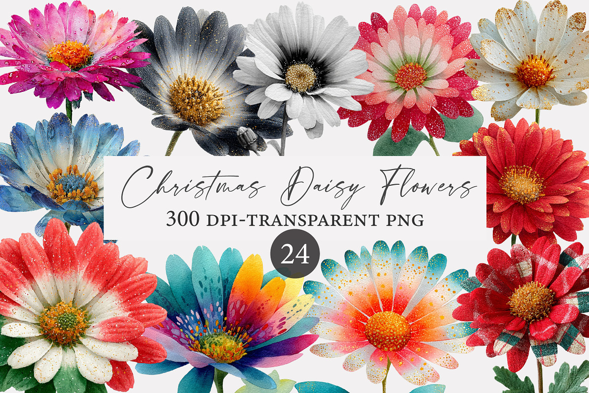 Christmas Daisy Flowers Clipart, an Illustration by Designworld (Photo 1 of 5)